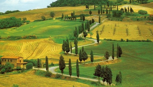 Cupressus1