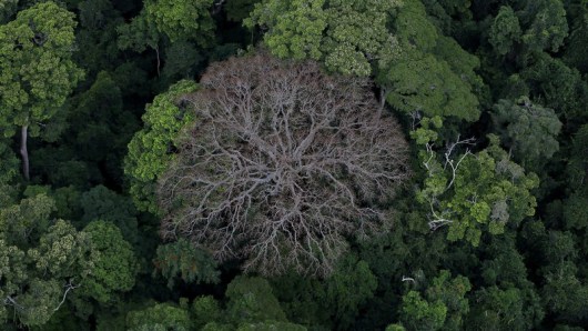 il-etait-une-foret-image-28