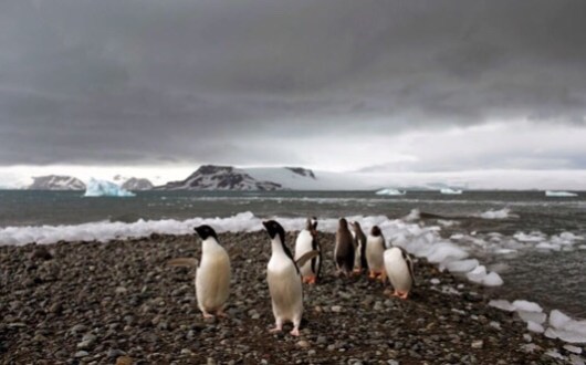 antarktiki pigkouinoi