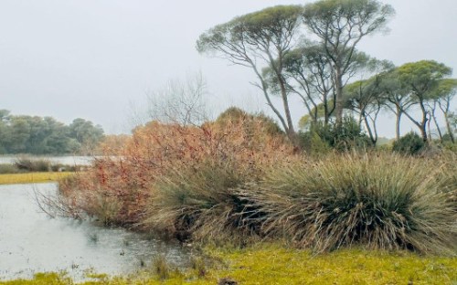 Το παράνομο κυνήγι στη λιμνοθάλασσα Κοτυχίου και στη γειτονική λίμνη Προκόπου καταγγέλλουν φορείς της Δ. Ελλάδας και η Ορνιθολογική Εταιρεία. 