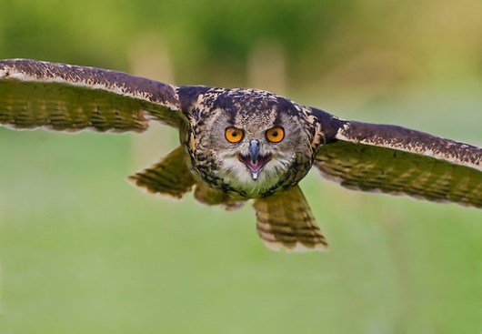 Mpoufos Bubo bubo