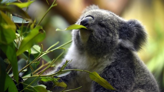 koala