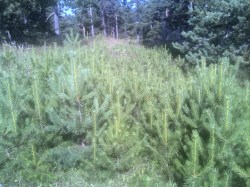 Επιτυχία αναγέννησης Pinus silvestris