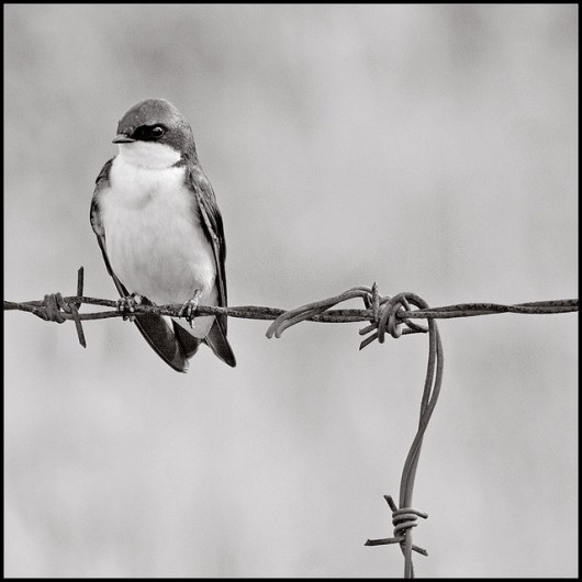 bird_w