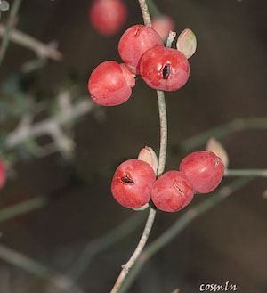 ephedra