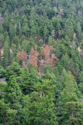 Προσβολή από τον μύκητα Peridermium pini