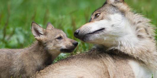 Timber wolves (Canis lupus lycaon), adult with cub, Game Reserve, Bavaria, Germany