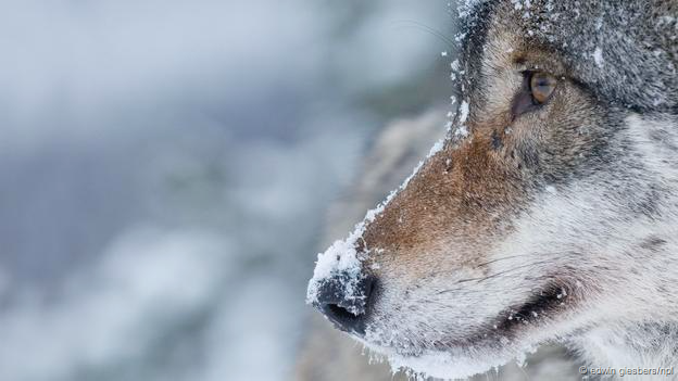 Δεν υπάρχει «Μονόλυκος» που δρα στον Διόνυσο