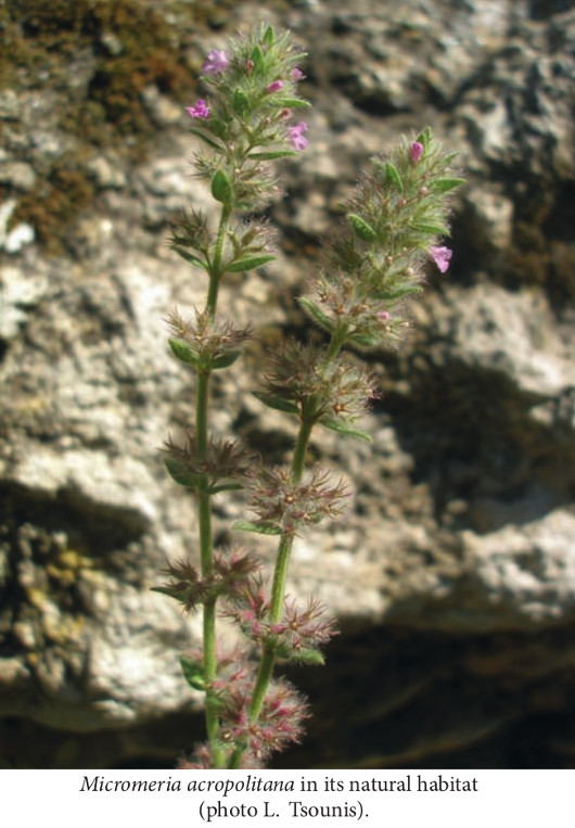 micromeria_acropolitana