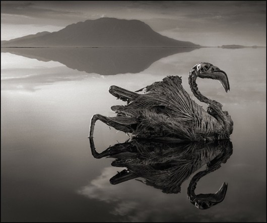 Nick_Brandt