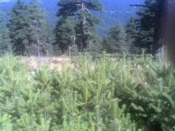 Επιτυχία αναγέννησης Pinus silvestris