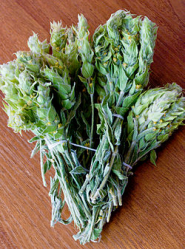 sideritis01