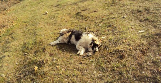 skulos dilitiria foles