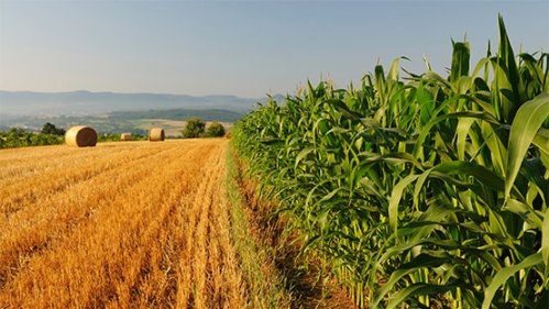 georgia, agrotikes kalliergeies, sitari, kalampoki, agros