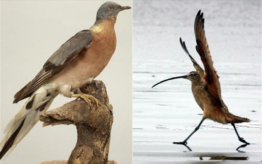 PERISTERI-mouseio-fusikis-istorias-meteoron