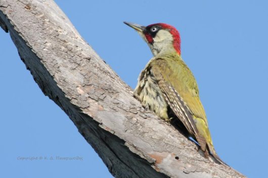 dryokolopatis Πρασινος Δρυοκολάπτης