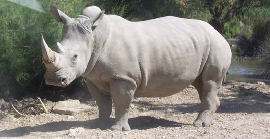 leukos rinokeros