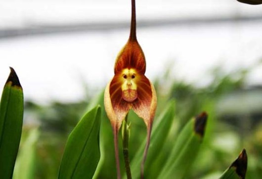 orxidea maimou
