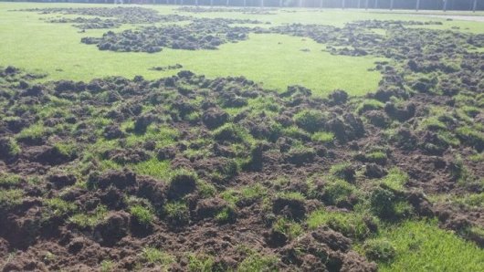 gipedo_agriogourouna2