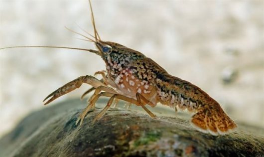 Η φυλή των παρθένων ανακαλύφθηκε το 1995 στη Γερμανία, έκτοτε όμως εξαπλώθηκε στο φυσικό περιβάλλον