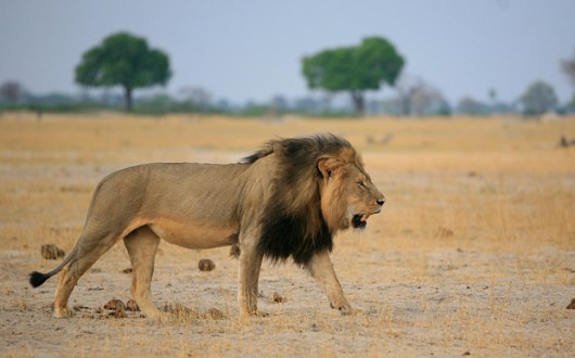 leontari lion