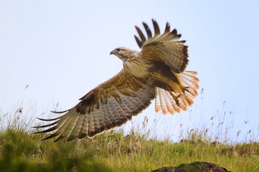 Buteo_rufinus
