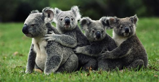 koala