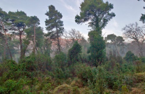 Δάσος Τατοΐου