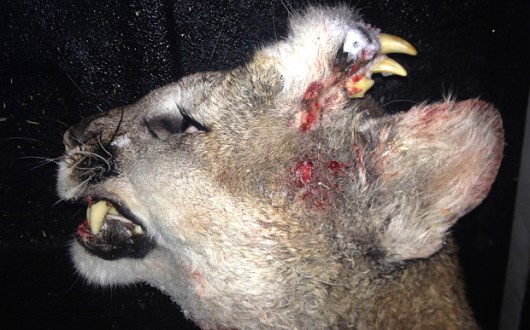  Dec. 30, 2015, Idaho Department of Fish and Game via AP