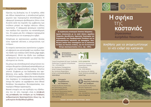 Dryocosmus_kuriphilus_filladio