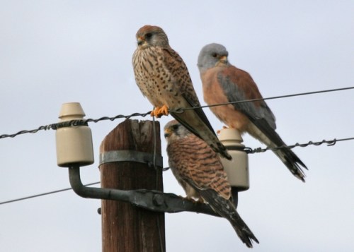 kirkinezi_falco_naumanni