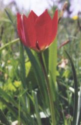 Tulipa_doefleri