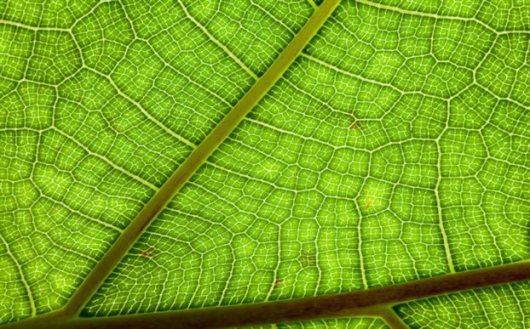 leaf