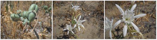 Pancratium maritimum