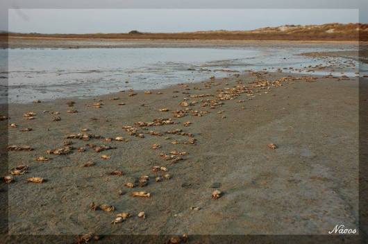 kavouria_aliki_limnos