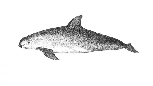vaquita-blank-1021x576