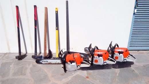 alysopriona_tsakouria