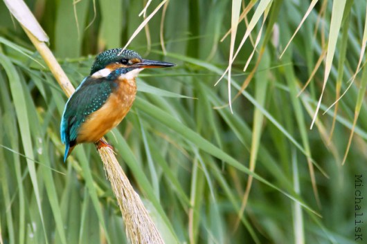 kingfisher