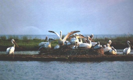 pelekanoi_amvrakikos