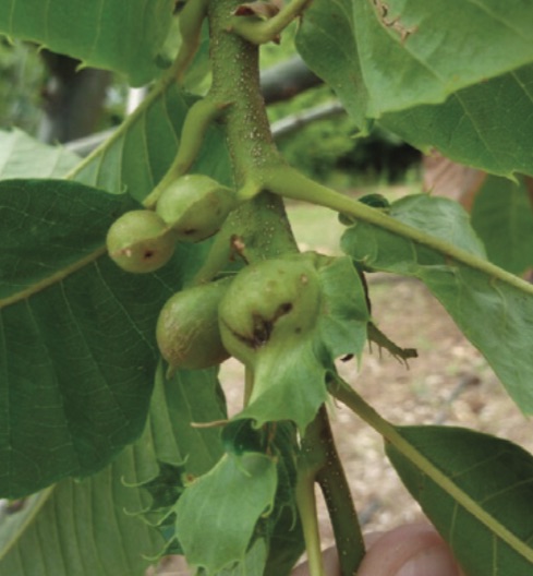 sfika_kastanias