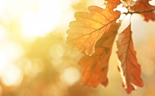 autumn-oak-leaf-wallpaper-2