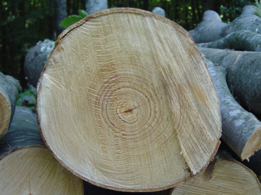 kausoxula