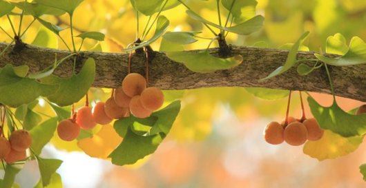 ginkgo_biloba