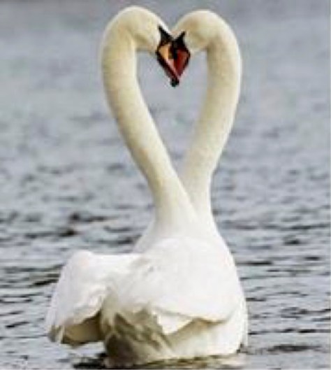 harmony