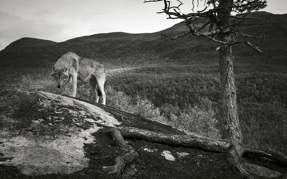 Λύκοι στην Πάρνηθα, η μεγάλη επιστροφή