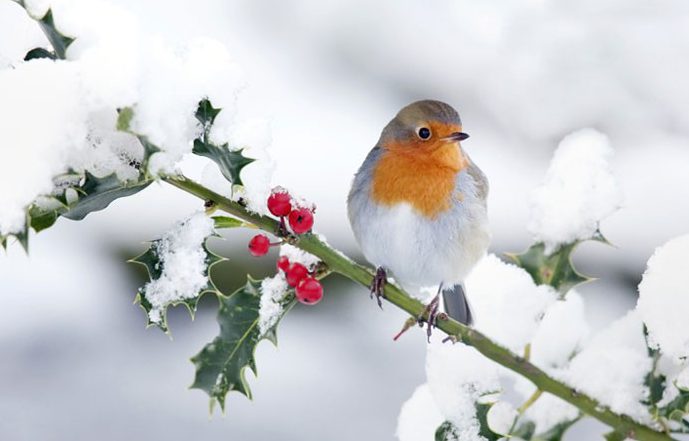Ωδή στο αηδόνι της παγωνιάς