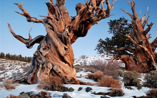 pinus-longaeva-dentra