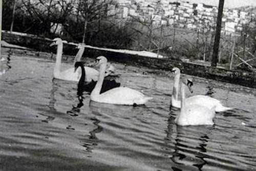 kyknoi_kastoria