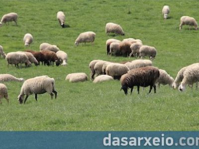 Ν/σ ΥΠΑΑΤ: Θεσπίζονται Αγροτικά Τμήματα στα Επιμελητήρια, δημιουργούνται Κτηνοτροφικά Πάρκα