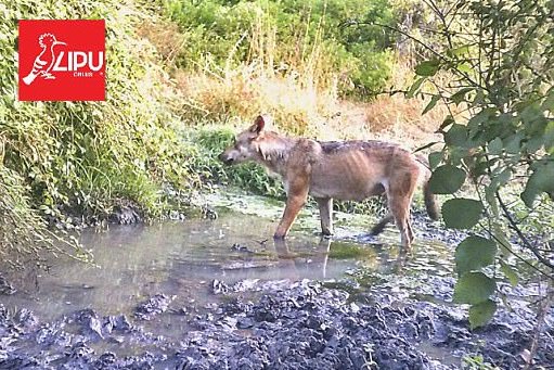 Λύκοι στην περιοχή της Ρώμης μετά από 100 χρόνια